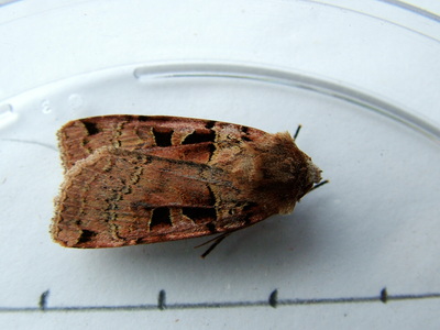 Triple-spotted Clay